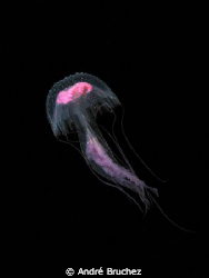 Meduse pélagique shootée aux Iles Medes by André Bruchez 